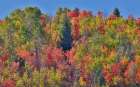 USA, Idaho. Bloomington Canyon Road hillsides in fall color on maple Art Print